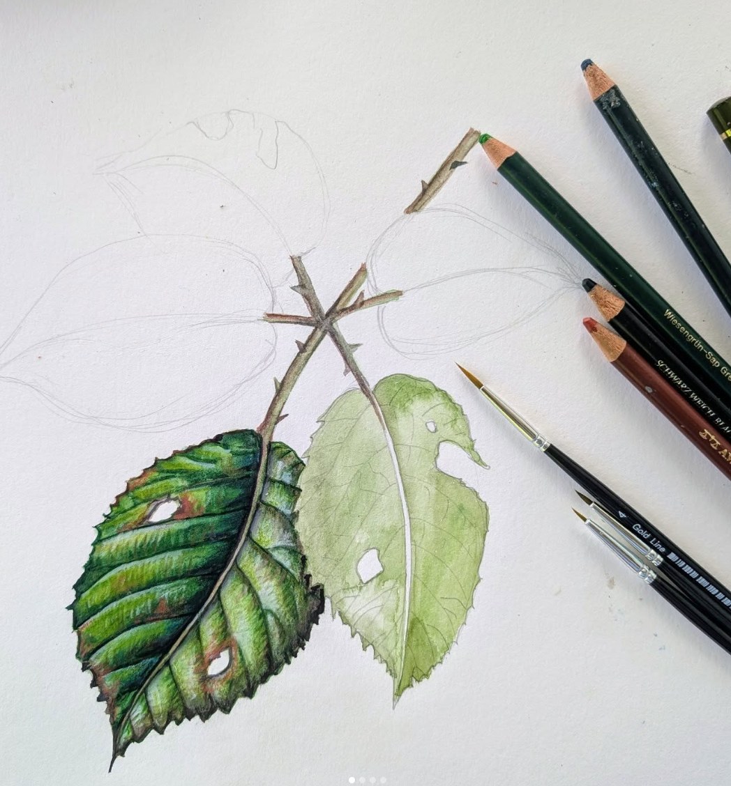 Blattstudie mit Farbstiften und Pinseln in Arbeit