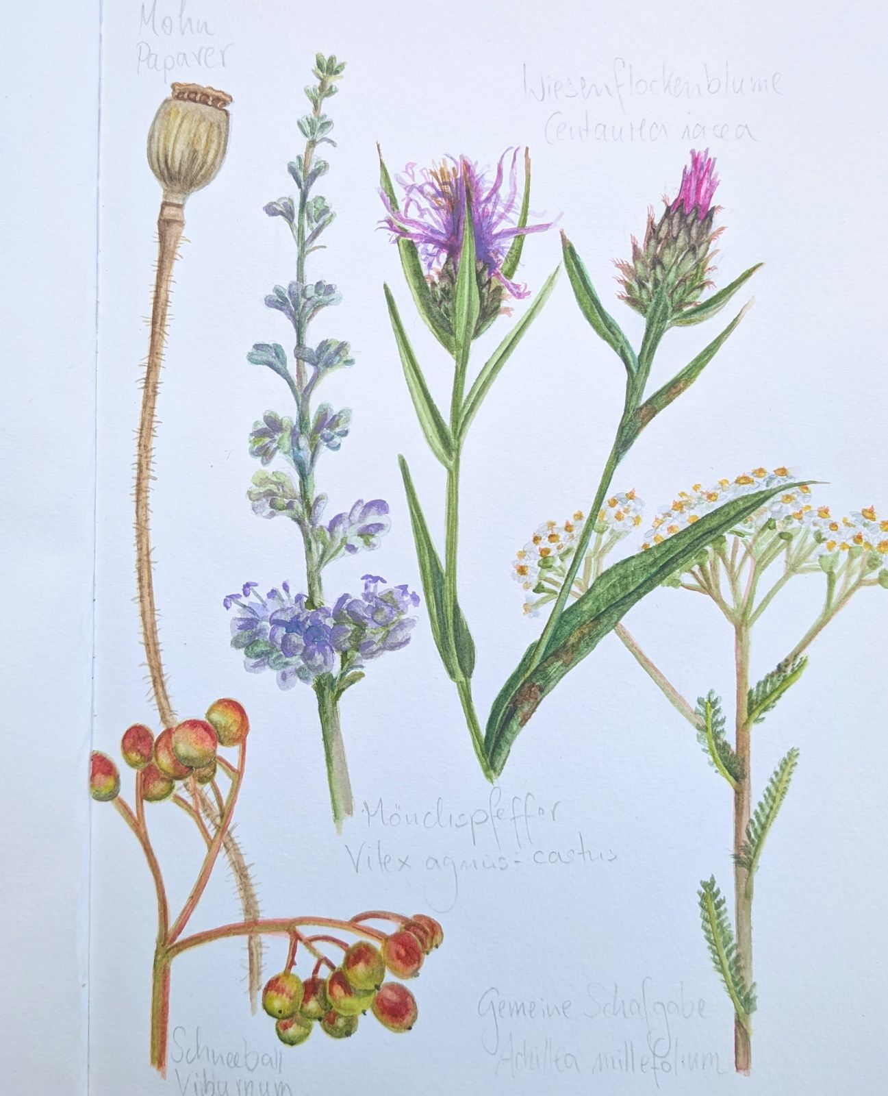 Feldblumen — botanisches Aquarell von Maren Schmidt