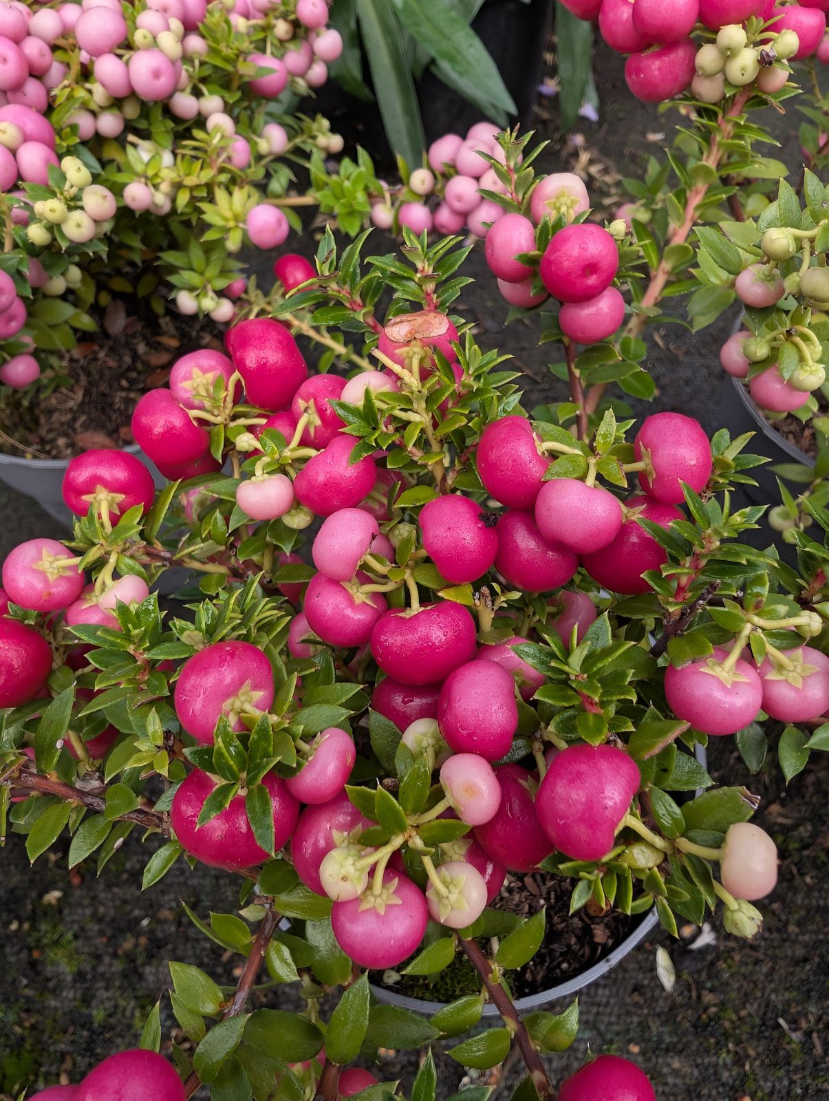 Norddeutschland im August – Herbstboten im Skizzenbuch — Eindruck 1