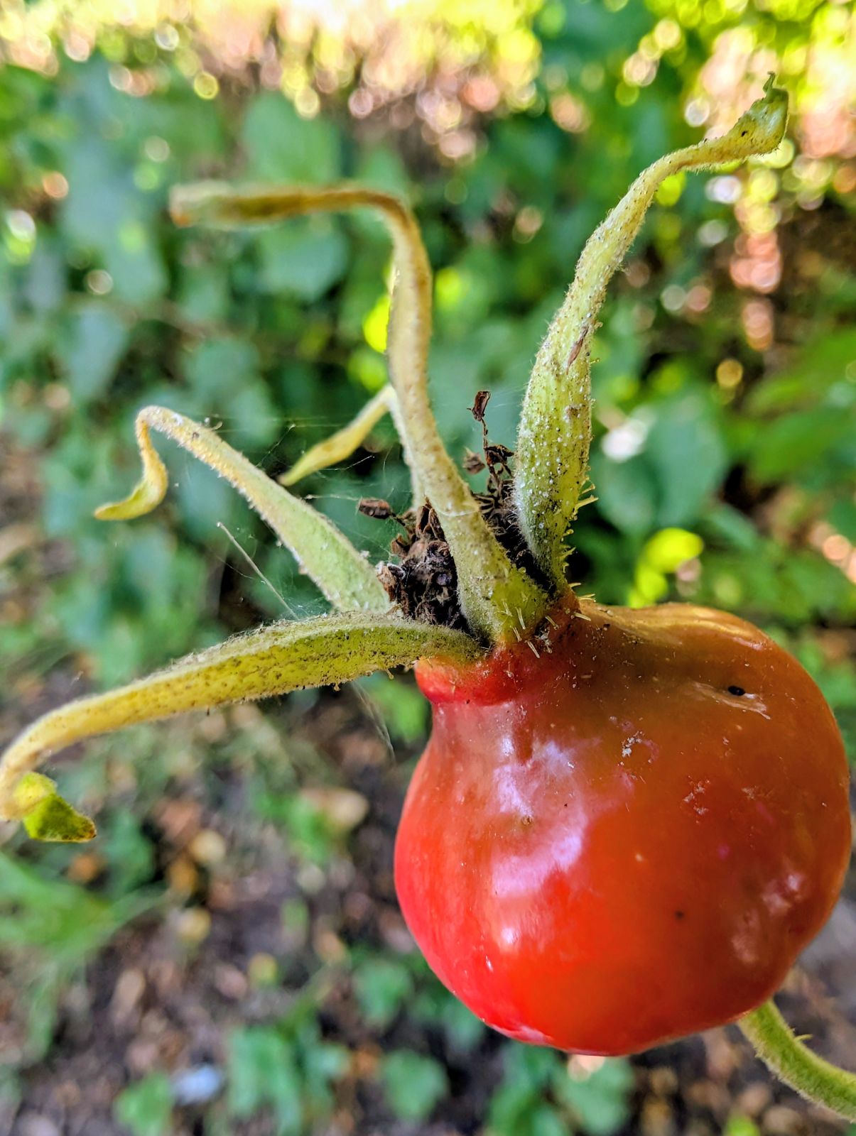 Norddeutschland im August – Herbstboten im Skizzenbuch — Eindruck 1