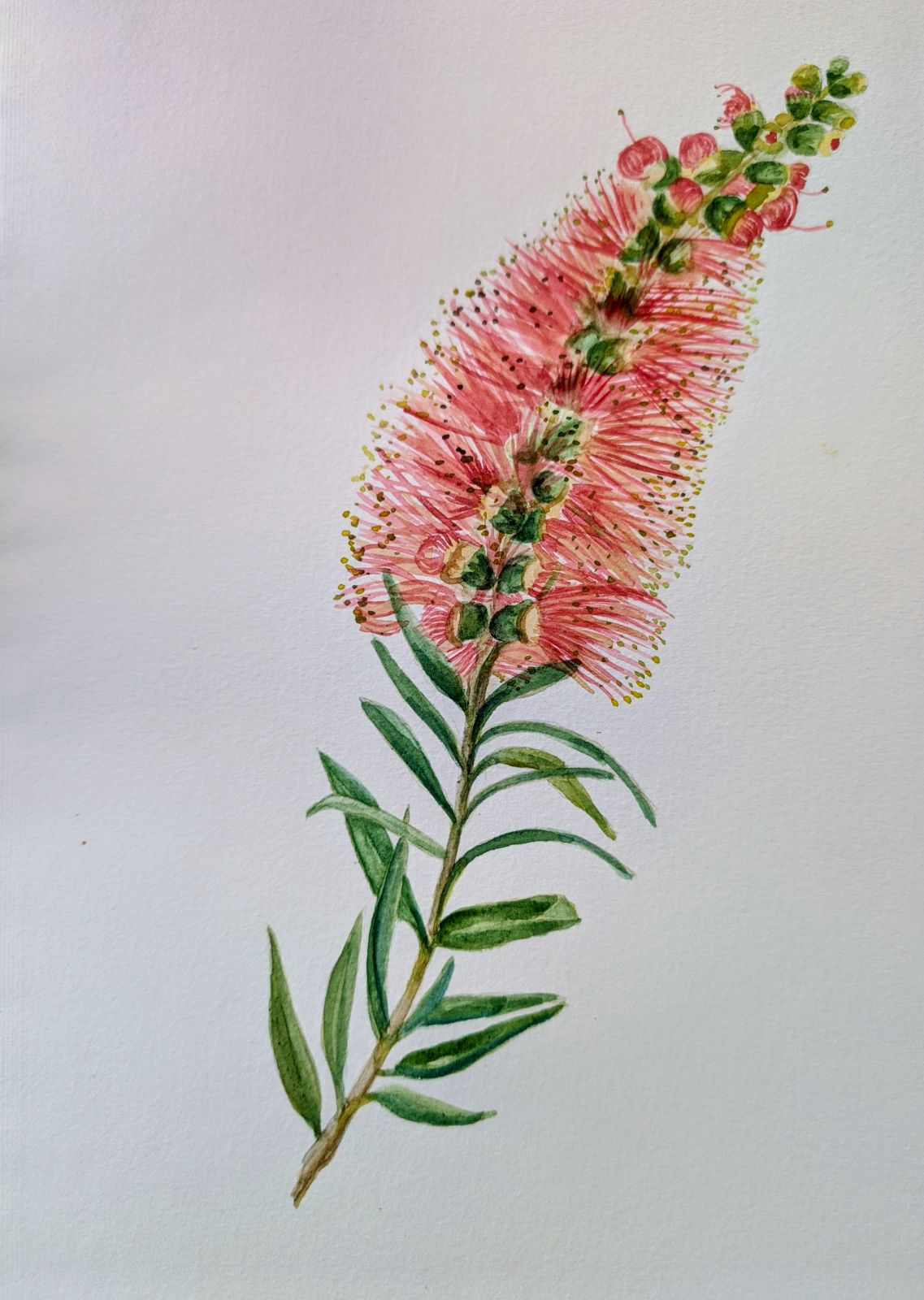 Kaminroter Zylinderputzer — botanisches Aquarell von Maren Schmidt