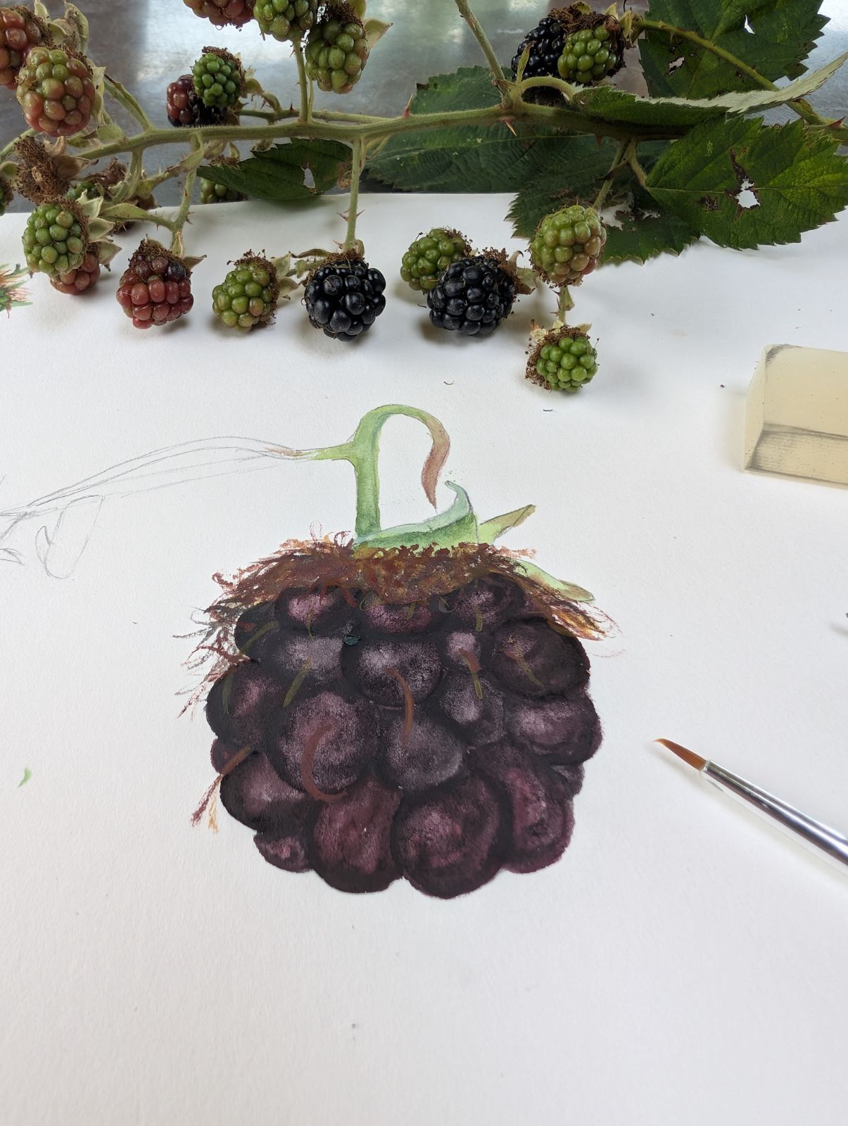Brombeere — botanisches Aquarell von Maren Schmidt