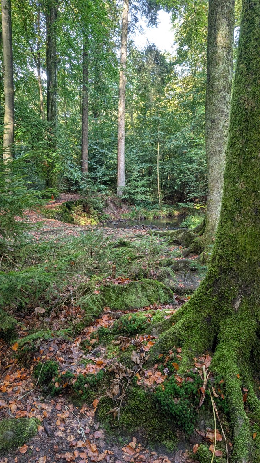 Unsere herbstliche Wanderzeit — Eindruck 2