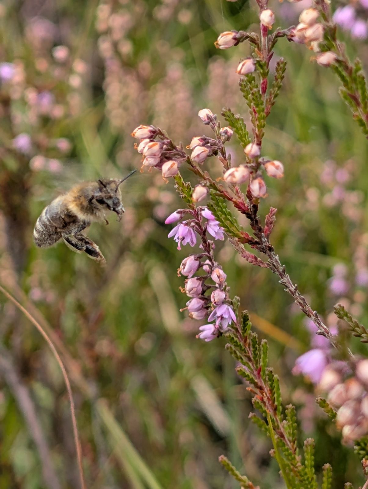 Norddeutschland im August – Herbstboten im Skizzenbuch — Foto