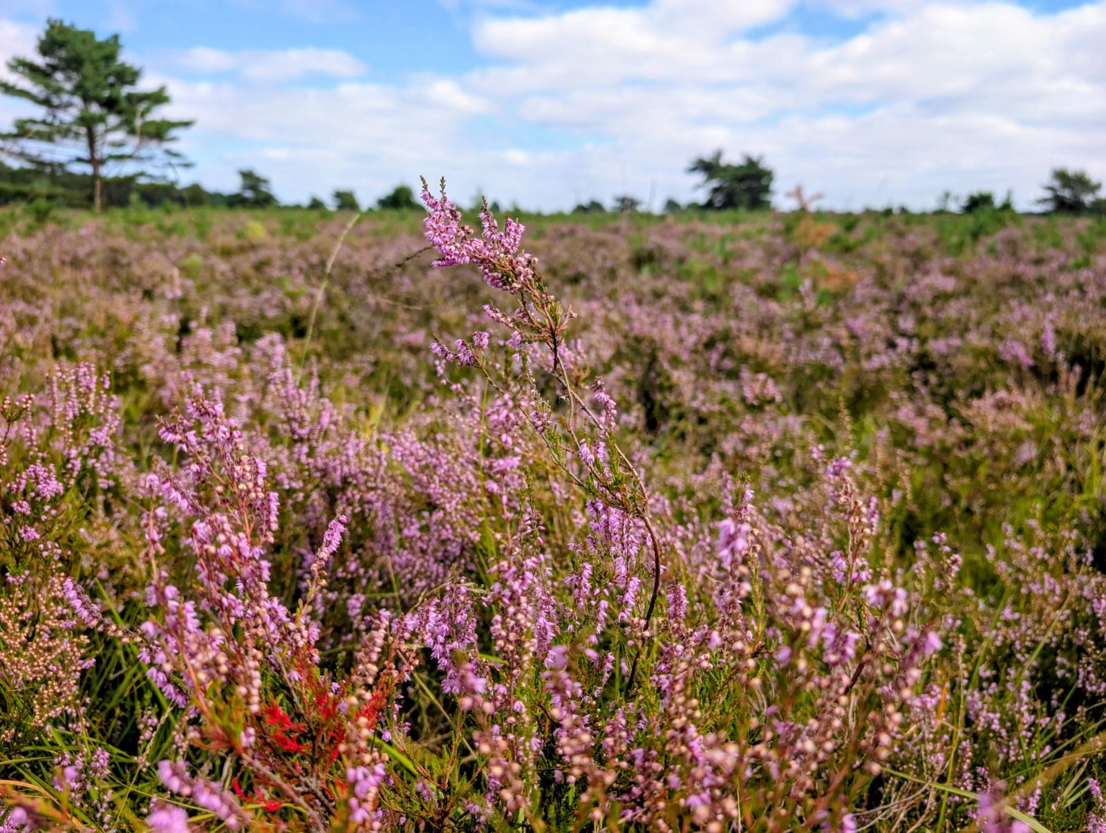Norddeutschland im August – Herbstboten im Skizzenbuch — Eindruck 3