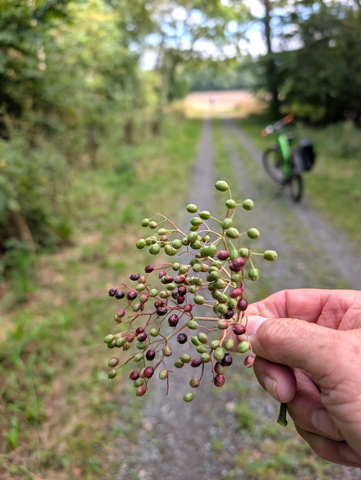 Norddeutschland im August – Herbstboten im Skizzenbuch — Eindruck 1