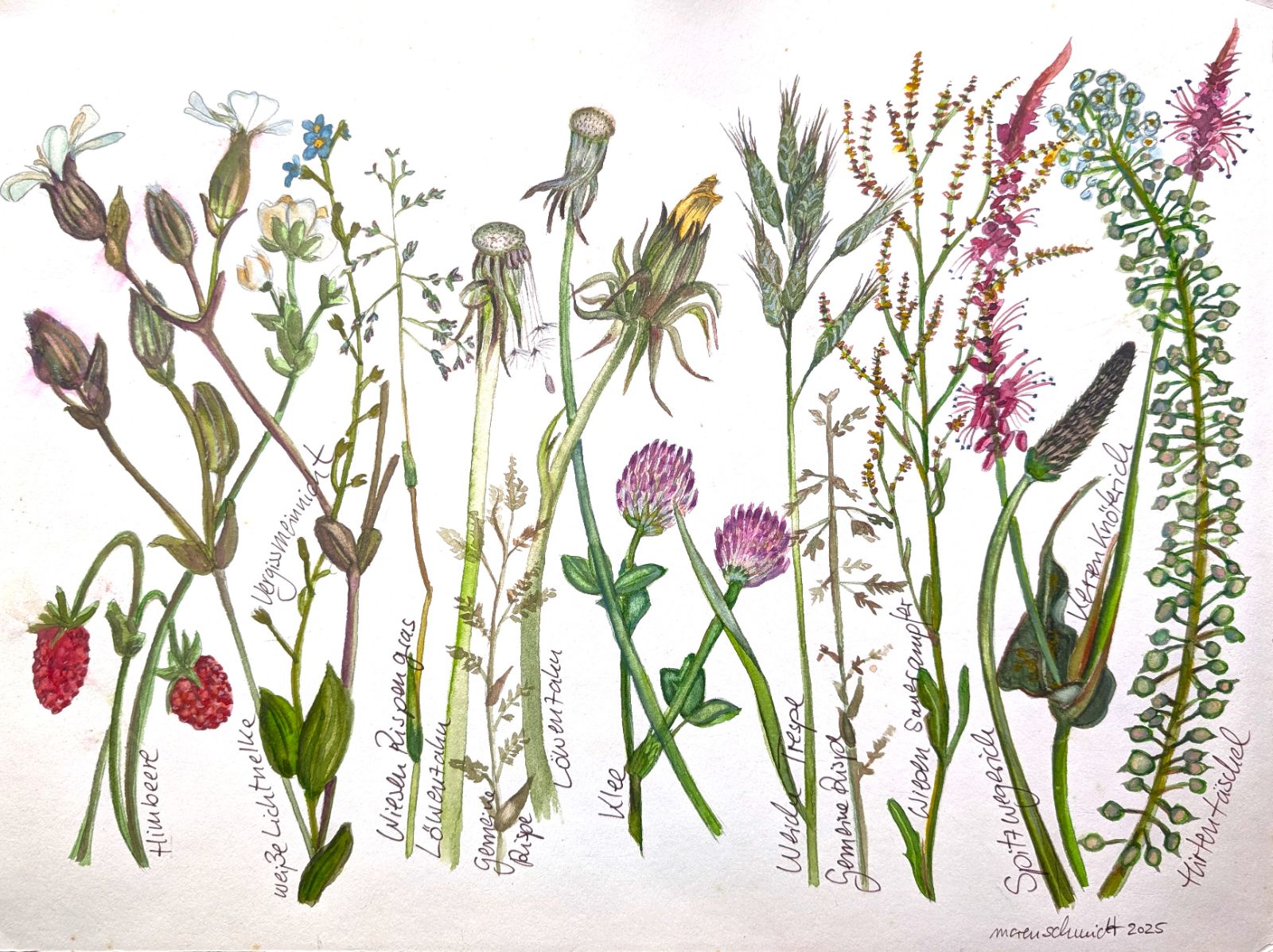 Wiesenblumen und Gräser — botanisches Aquarell von Maren Schmidt