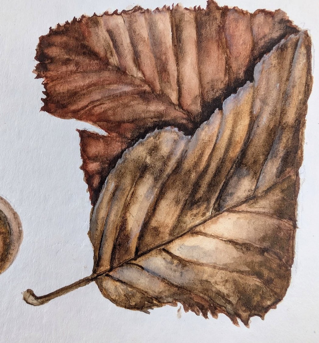 Herbstblatt — botanisches Aquarell von Maren Schmidt