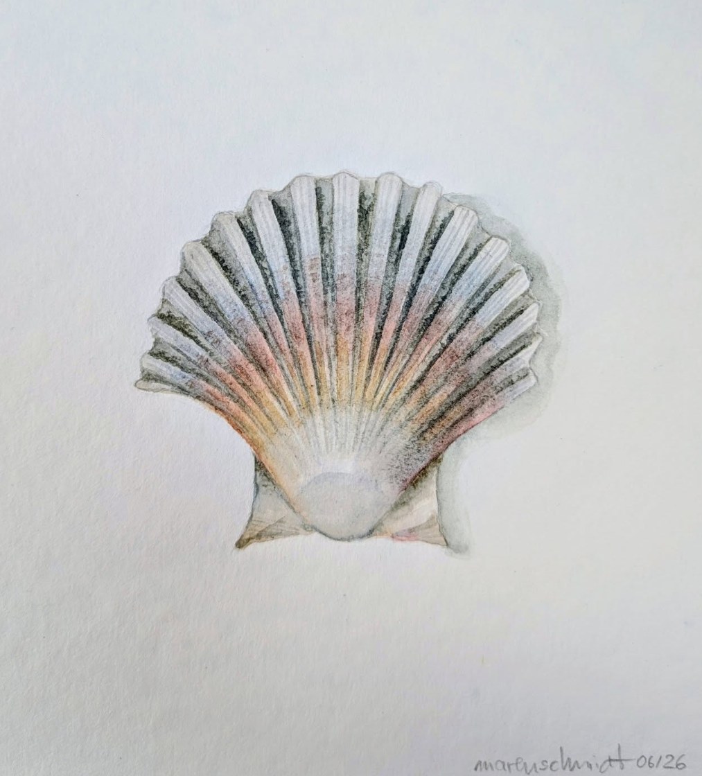 Jakobsmuschel — botanisches Aquarell von Maren Schmidt