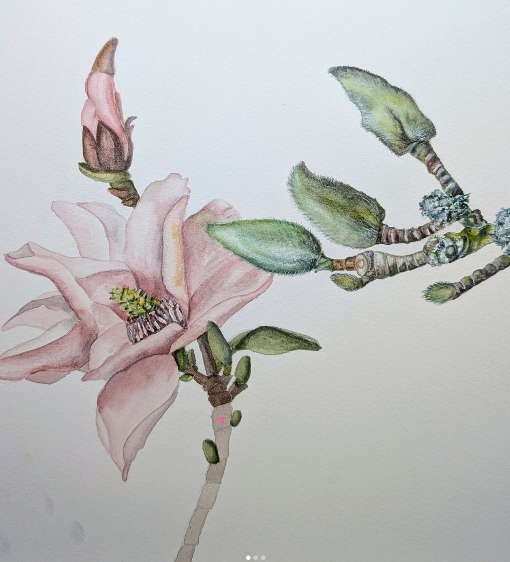 Magnolie — botanisches Aquarell von Maren Schmidt