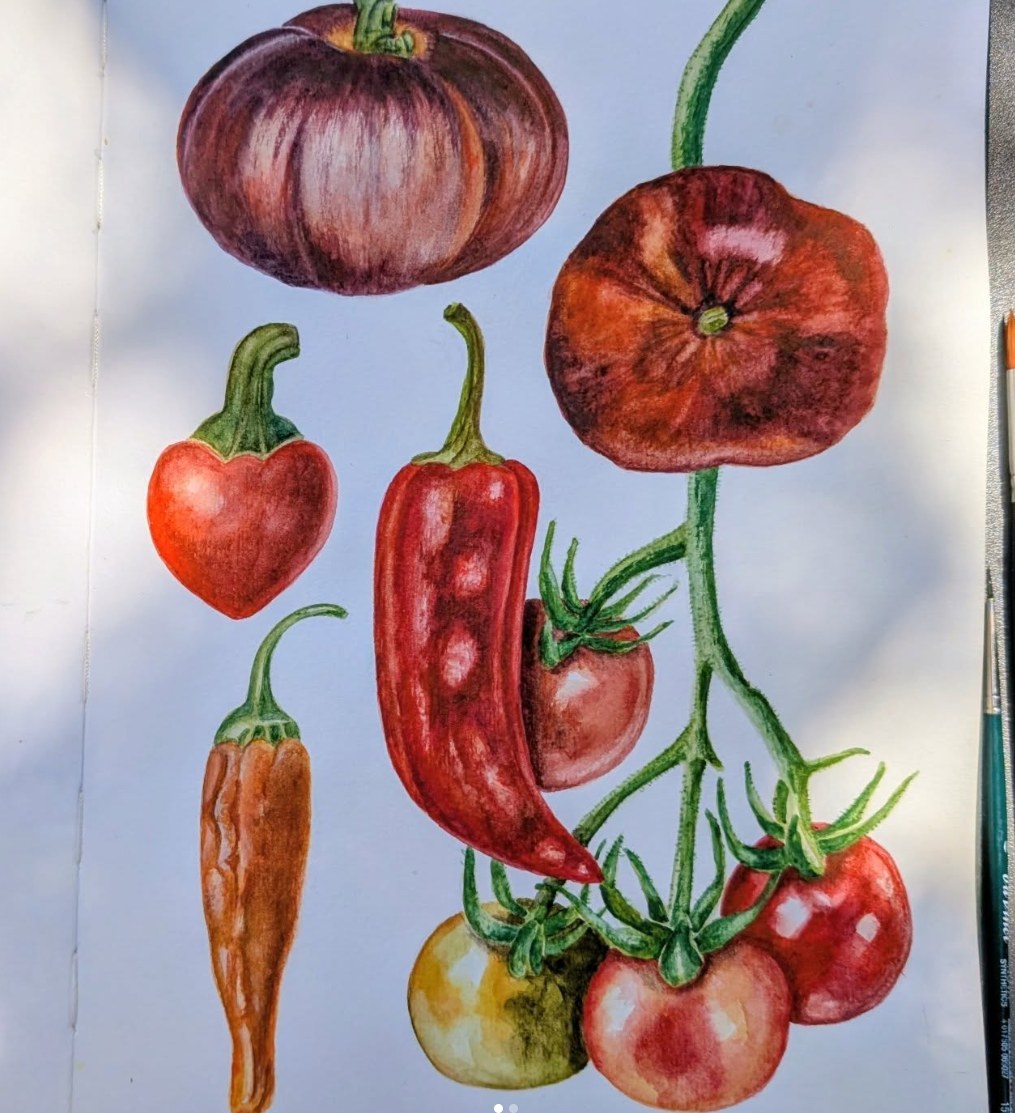 Tomaten & Paprika — botanisches Aquarell von Maren Schmidt