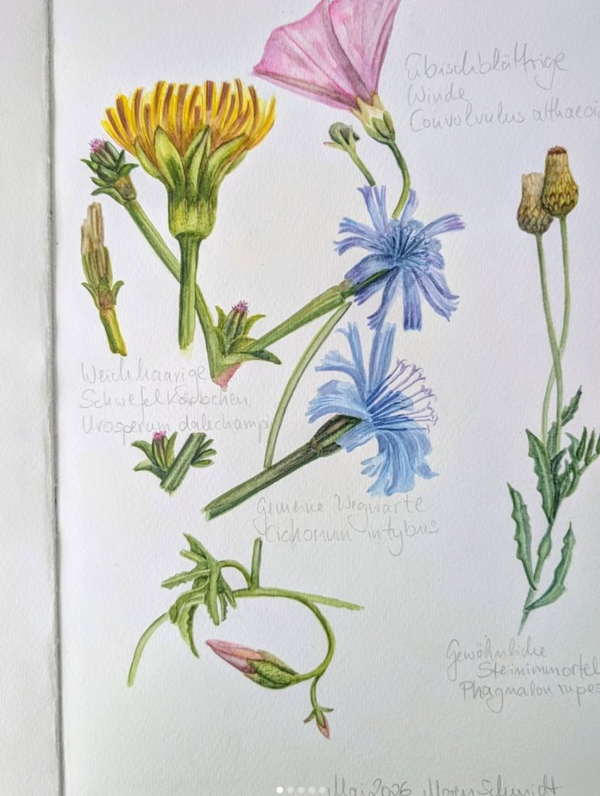 Wildblumen — botanisches Aquarell von Maren Schmidt